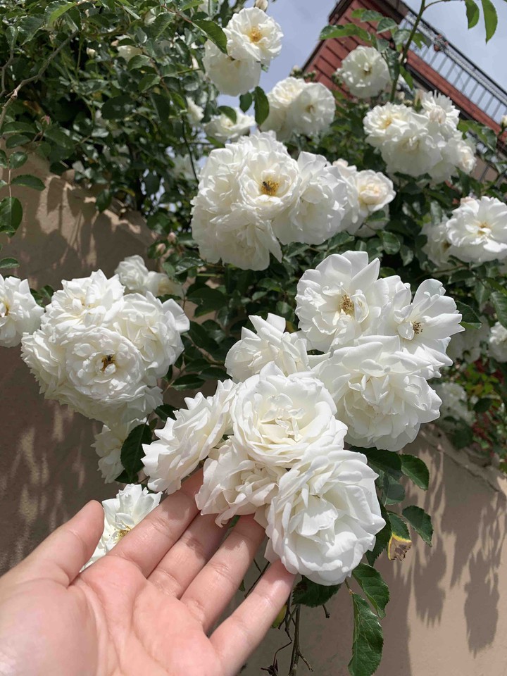 white roses