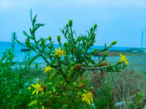 ταπετσαρίες tree, yellow