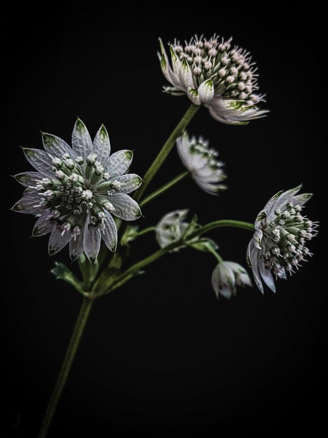 тапети subshrub, flower