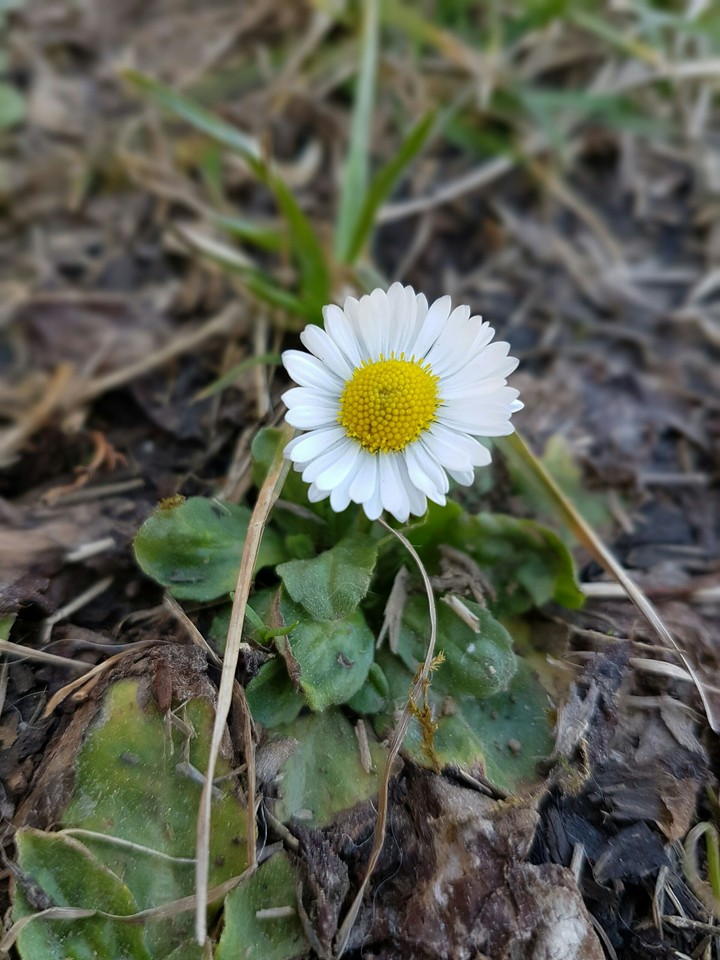 spring is coming