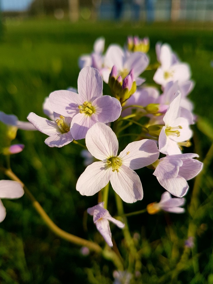 Bloom