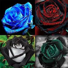 Roses