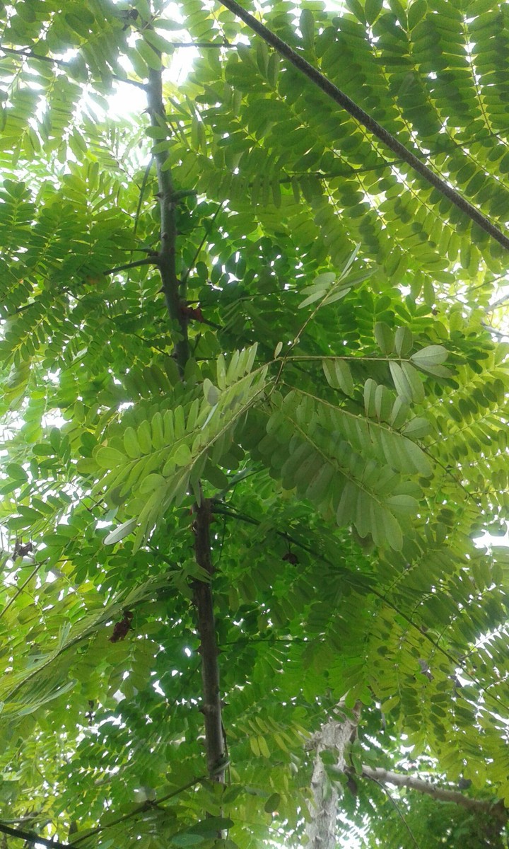 Leaf, Caesalpinia pulcherrima (by: ich)