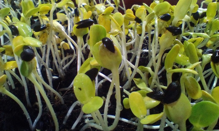 baby sunflower