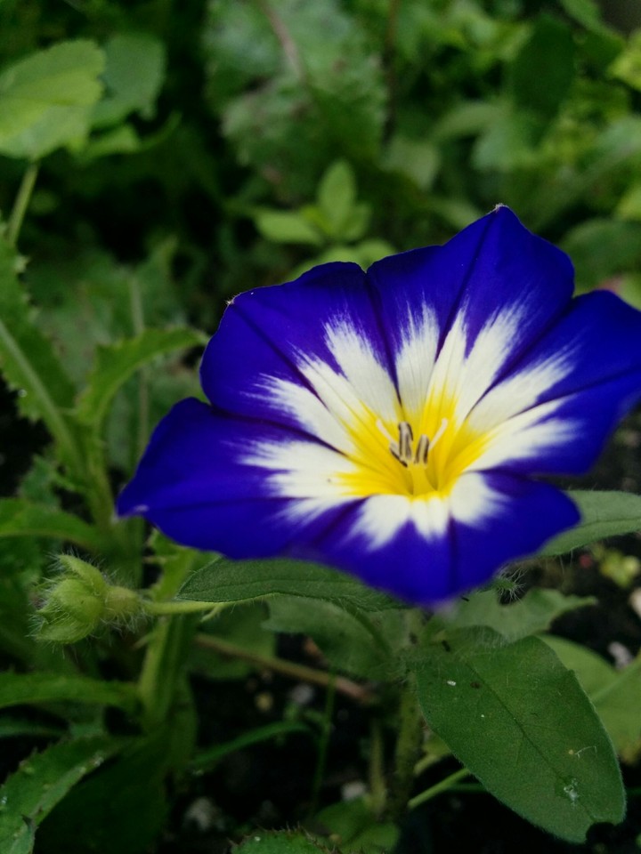 Summer Bloom