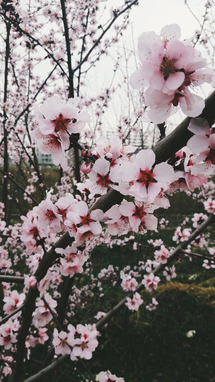 blossom