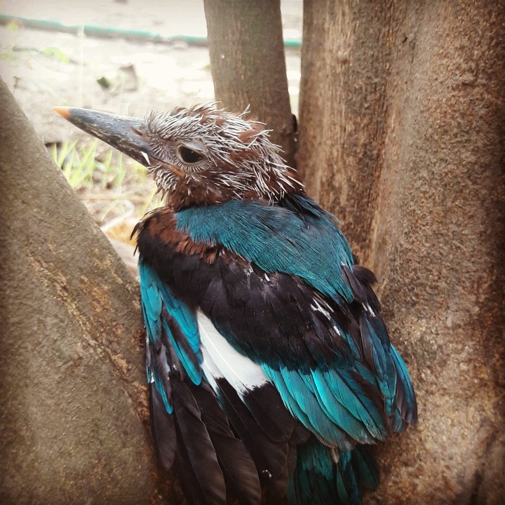 kingfisher