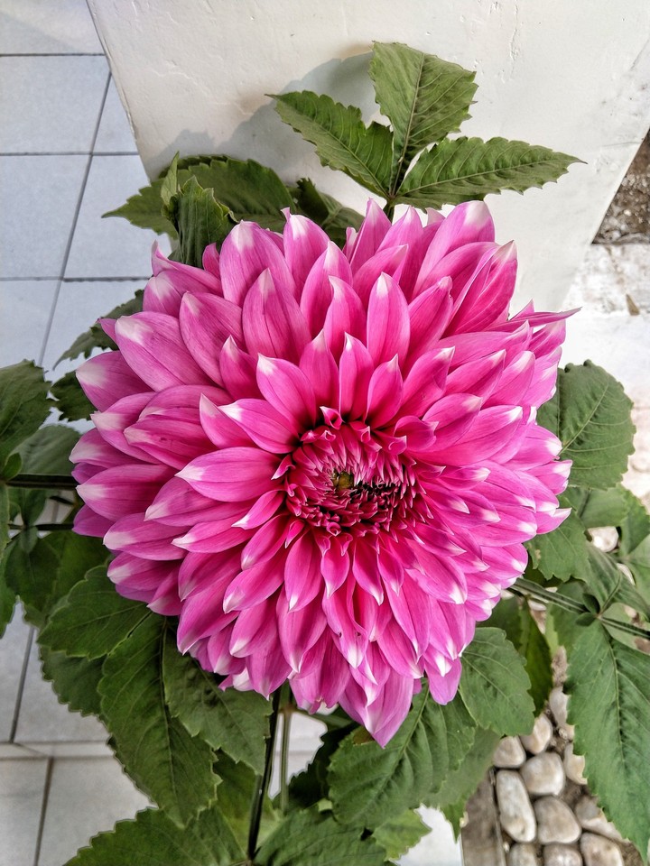 HD Dalia