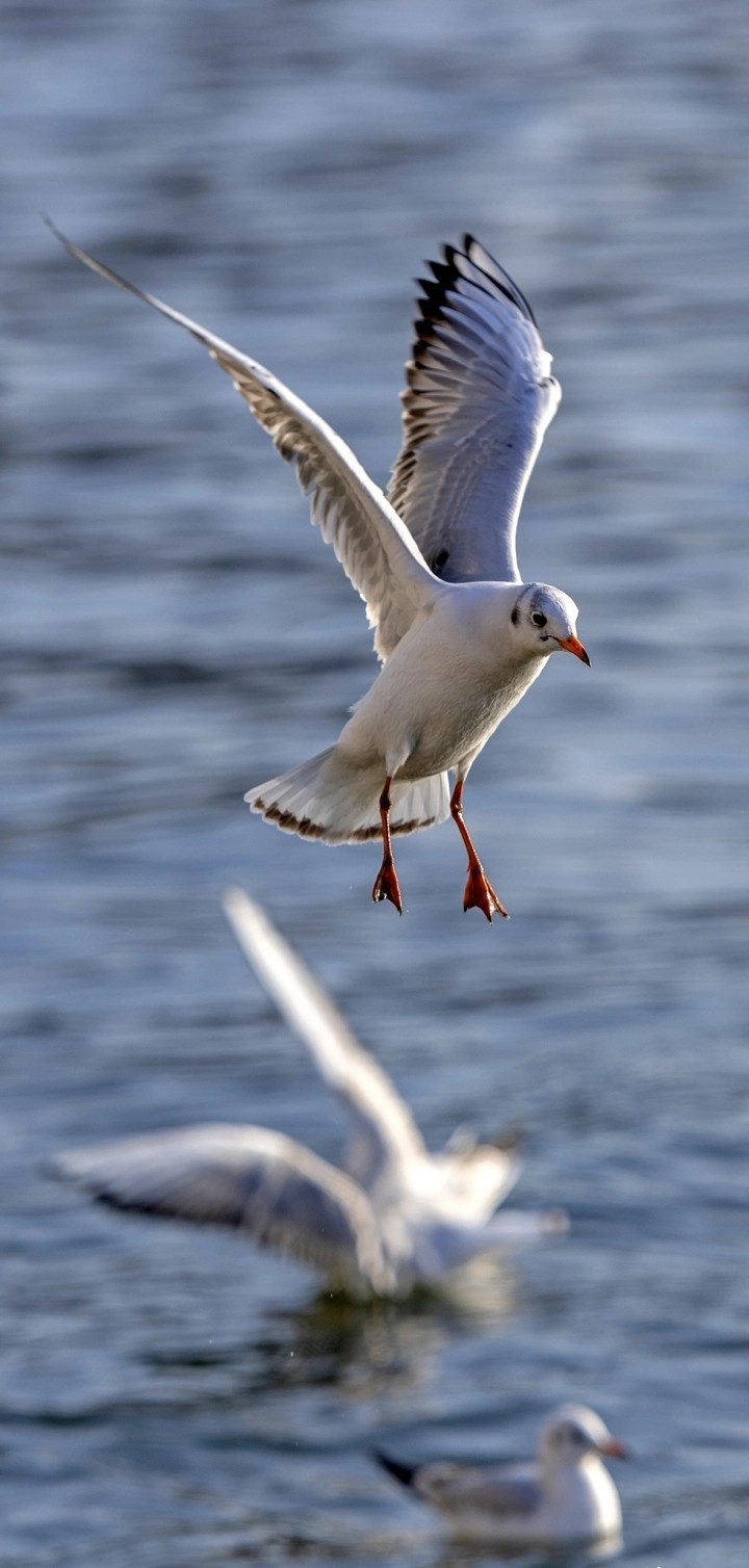 Birds