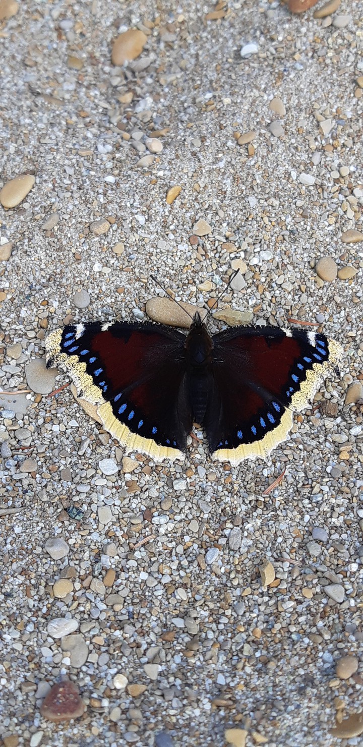 butterfly
