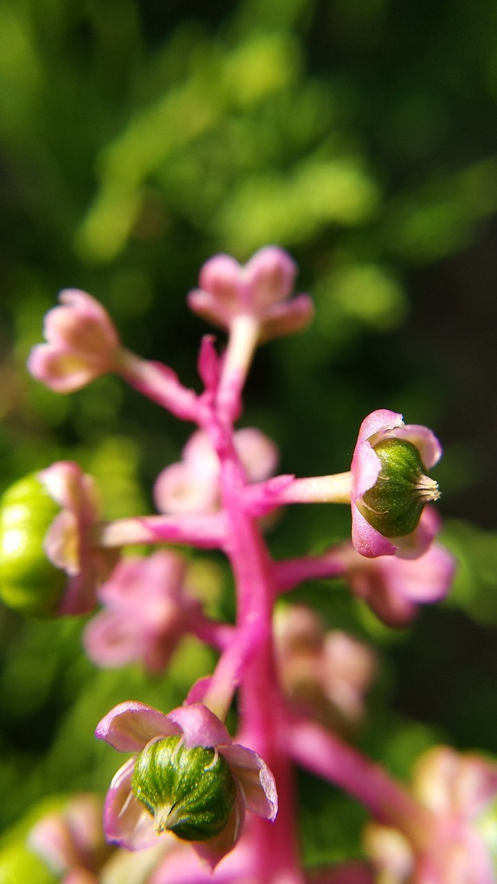 fleur primaire