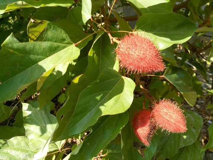flowers