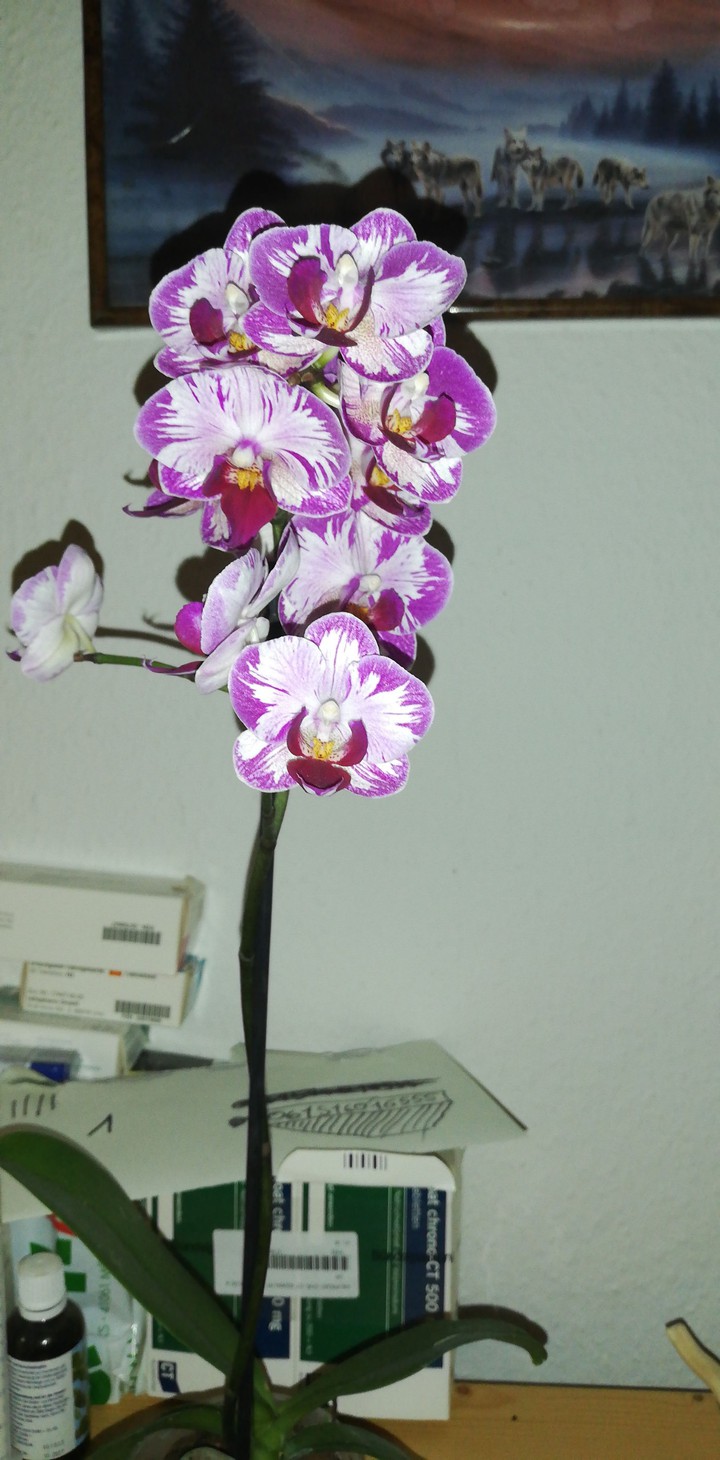eine wunderschöne Orchidee