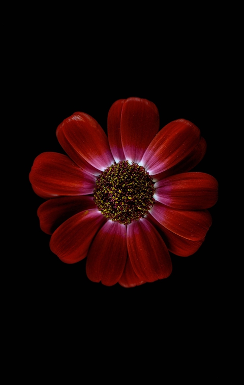 sfondi yellow, gerbera