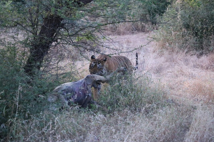 Tiger