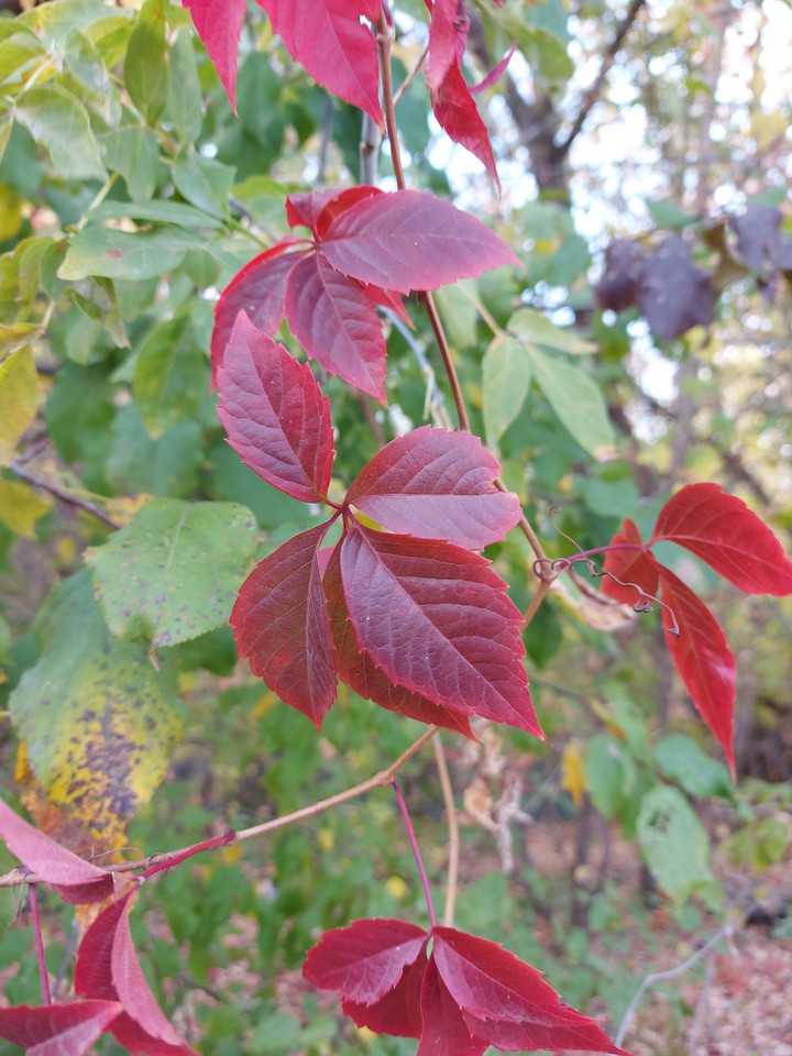leaf