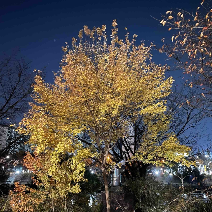 tree