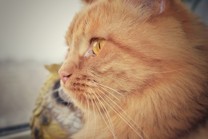 cat's