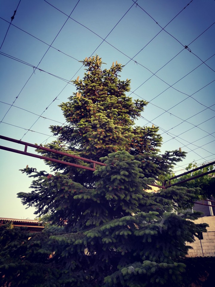 tree