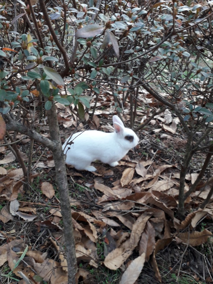 rabbit