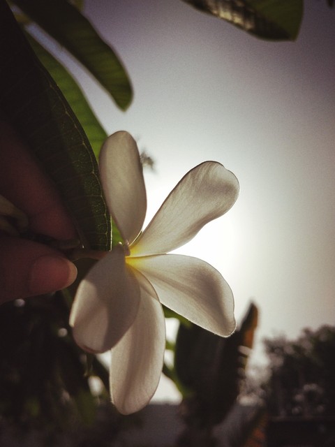sunrise flower