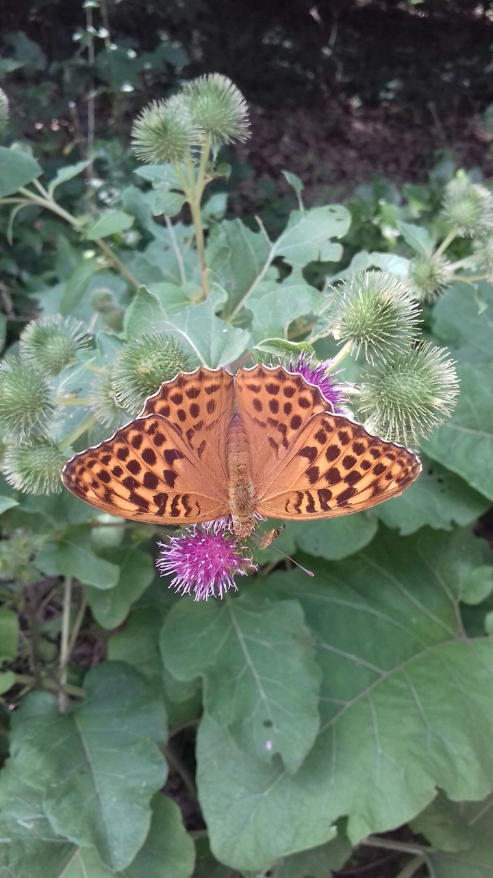 butterfly