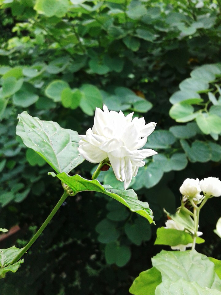 Jasmine flower