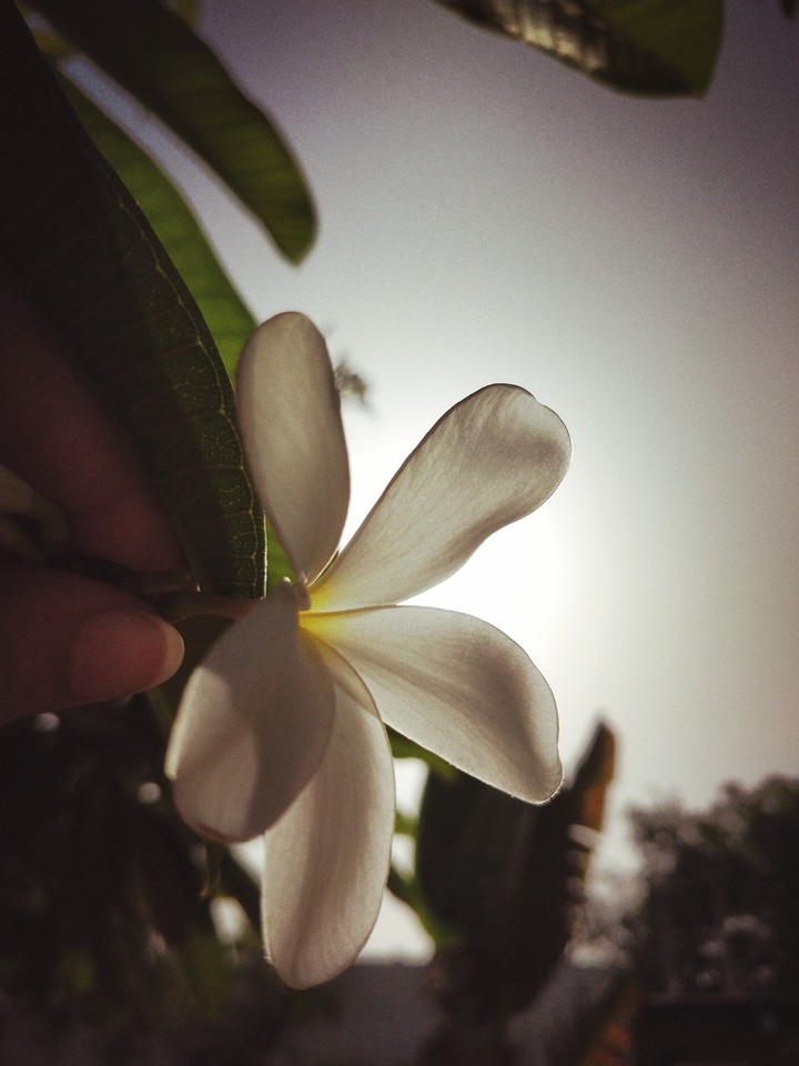 sunrise flower