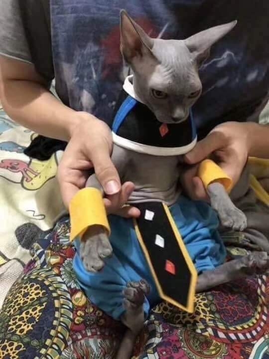 Beerus_sama