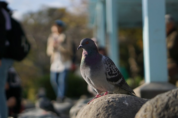 bird