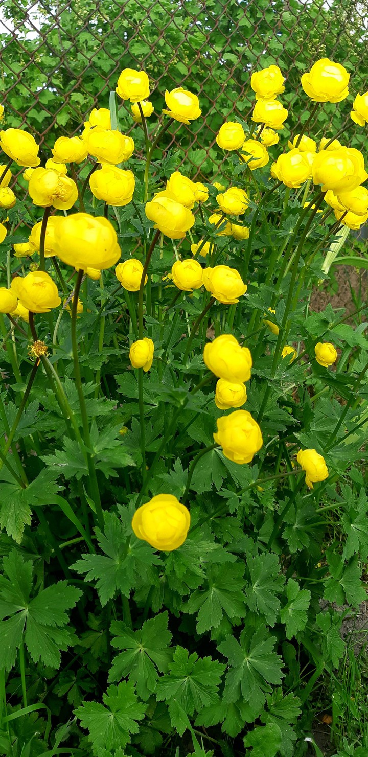 купальница