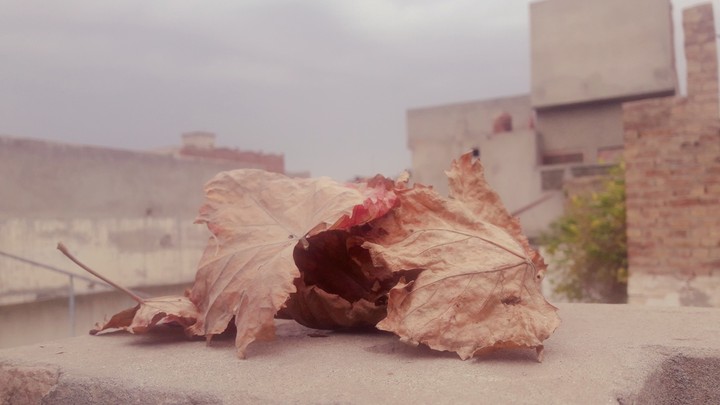 leaves