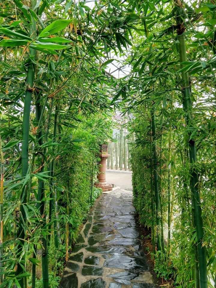 Bamboo