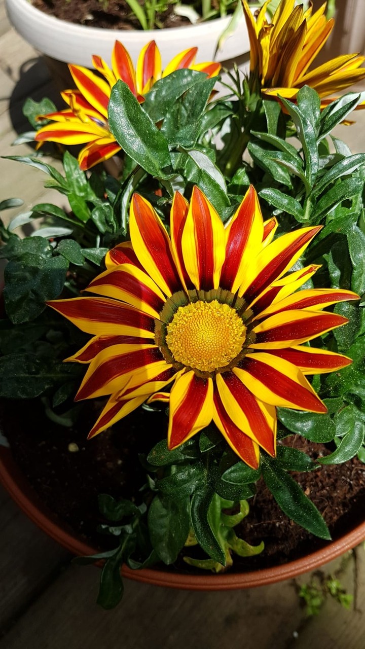 flower