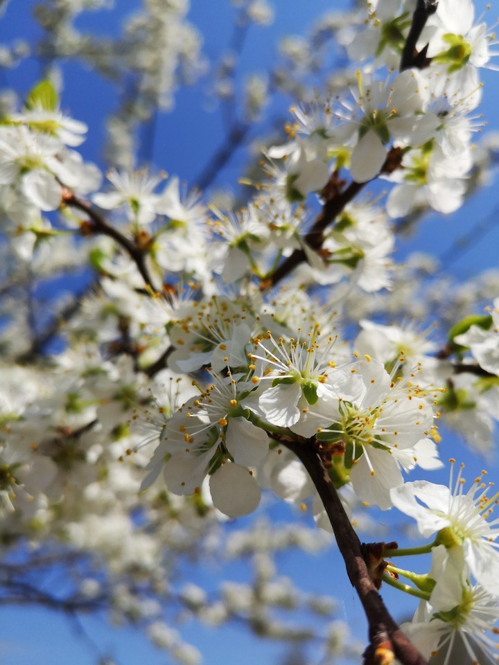 Spring