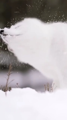 fox like white snow
