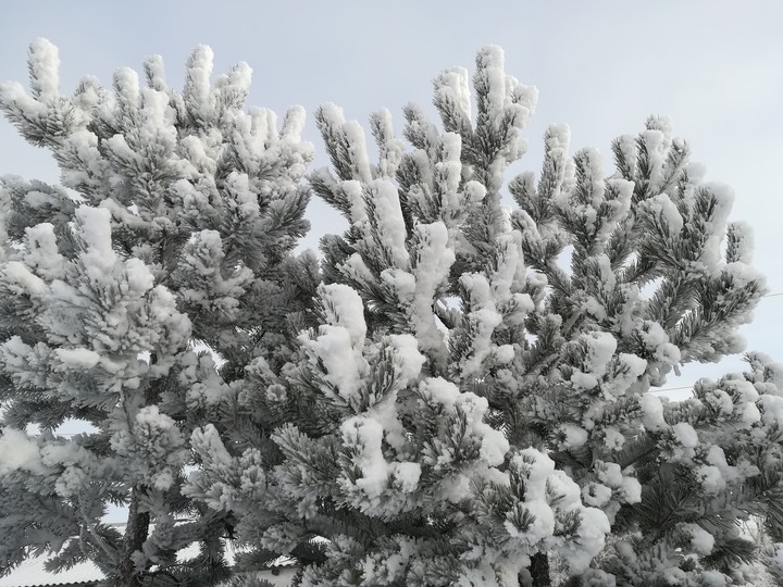 сосна, pine