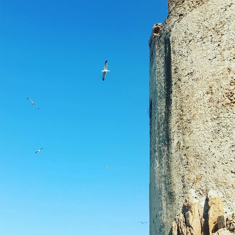 freedom