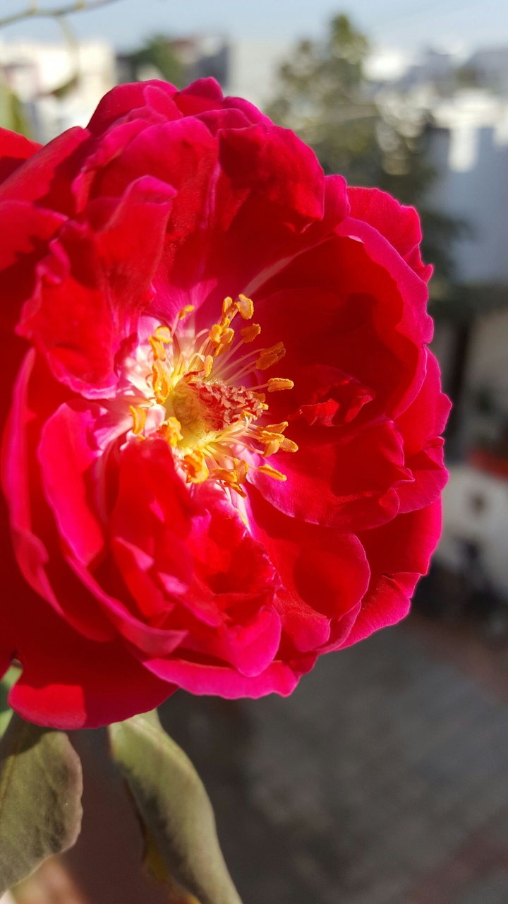 rose