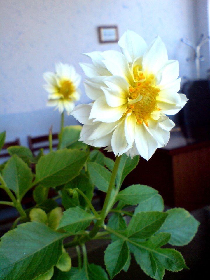 dahlia in my work room