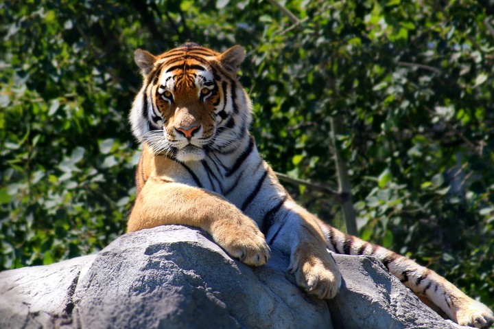 Attitude Of A Tiger