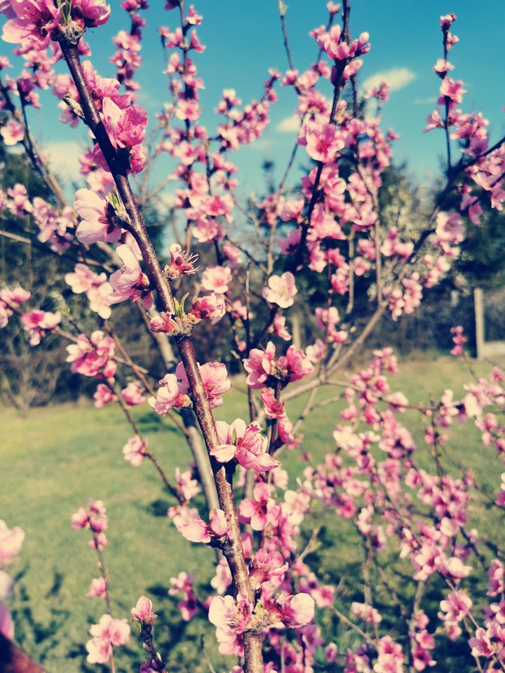 spring