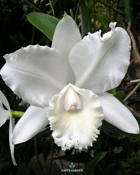 petal, 草本植物桌布