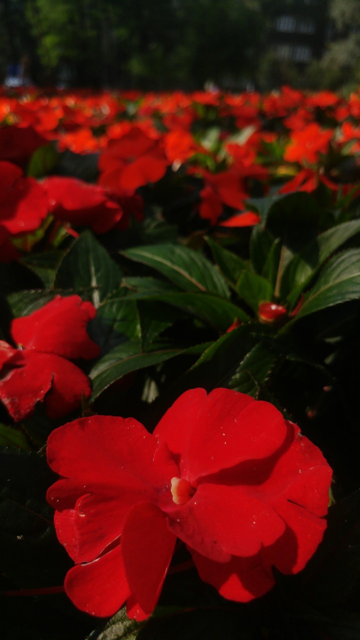 Red red red!