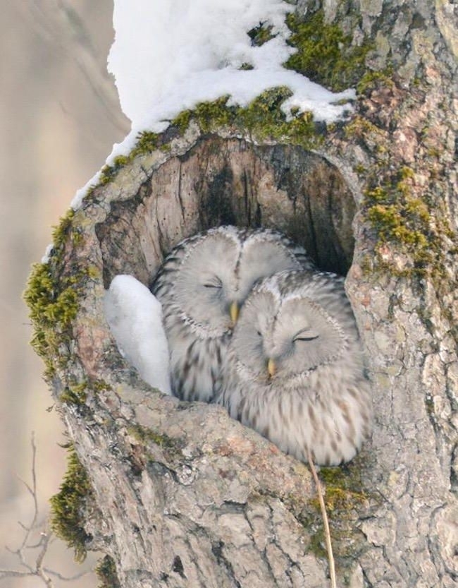 owls