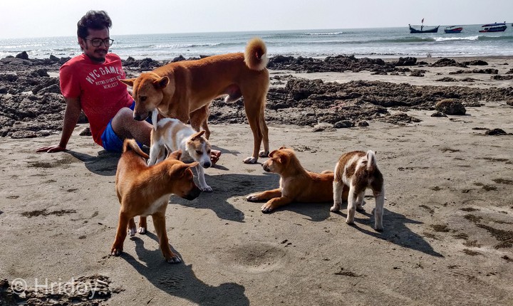 When you feel lousy, puppy therapy is indicated..