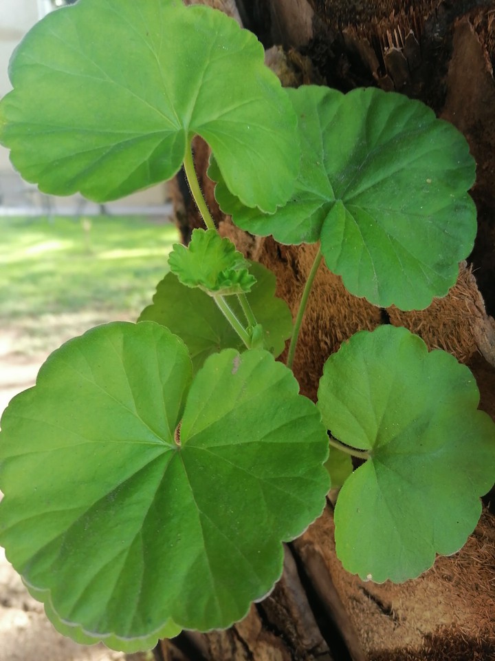 PLANTAS