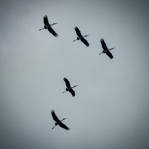 birds