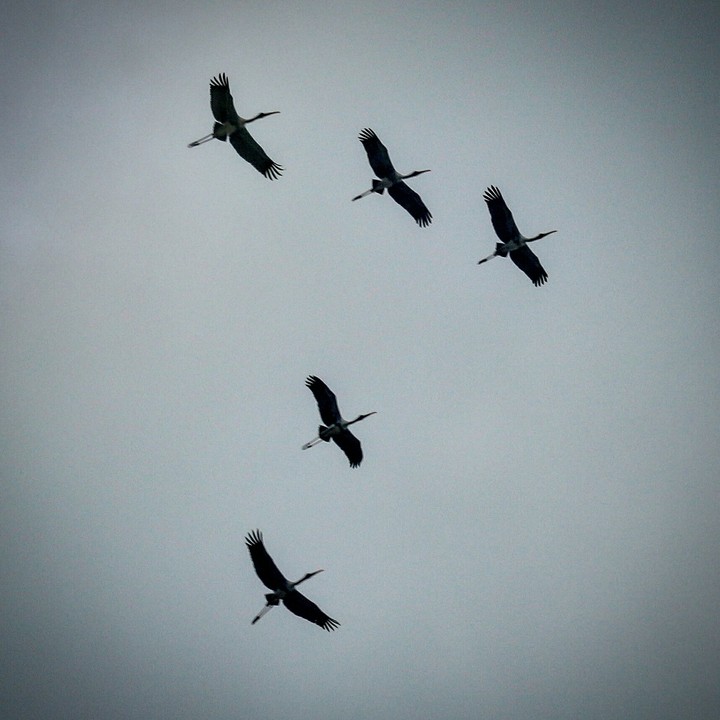 birds