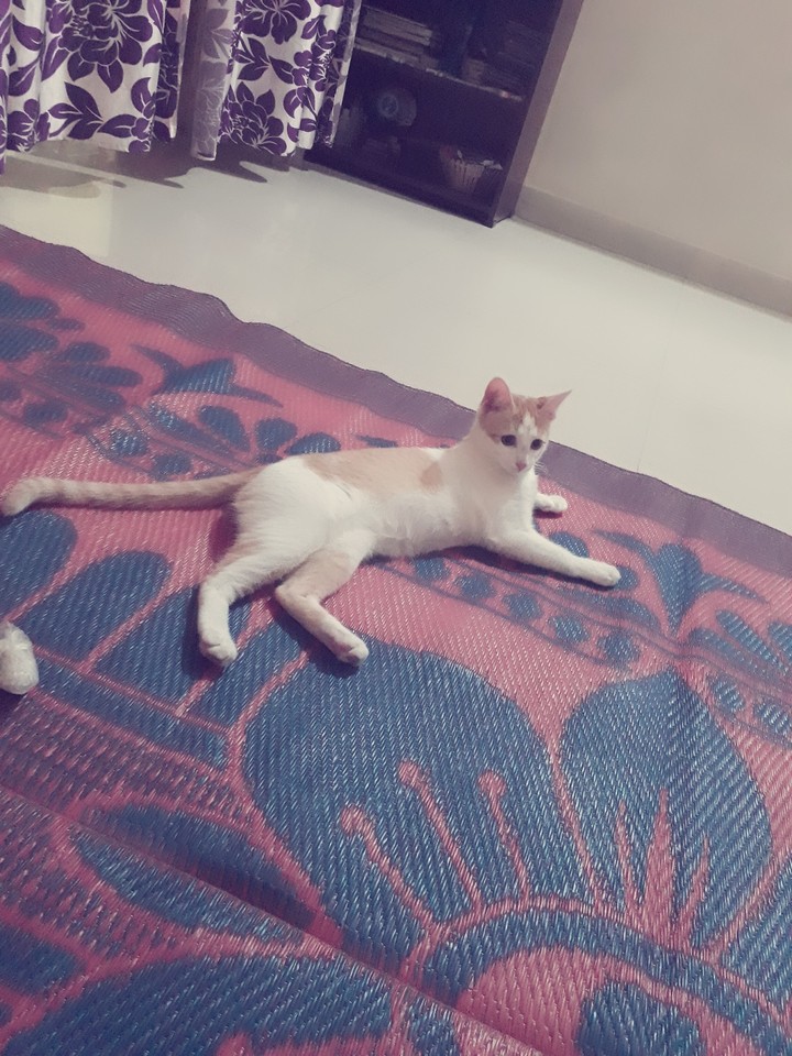 my lovely cat